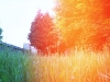 collegegarden_02