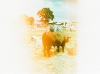 cowssheep_01