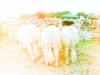 cowssheep_03