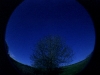 tree_oldxpro_01