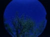 tree_oldxpro_02